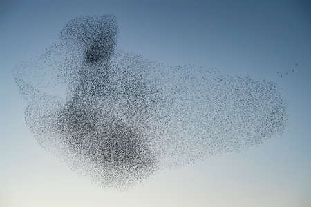 Beautiful large flock of starlings (Sturnus vulgaris), Geldermalsen in the Netherlands. During January and February, hundreds of thousands of starlings gathered in huge clouds.  Starling murmurations.の写真素材