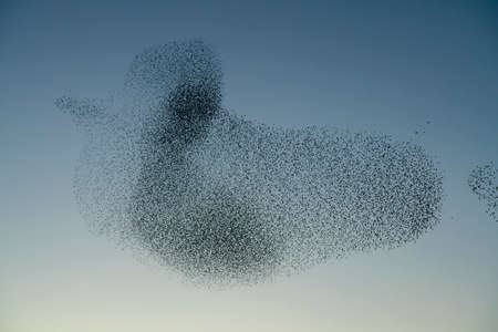Beautiful large flock of starlings (Sturnus vulgaris), Geldermalsen in the Netherlands. During January and February, hundreds of thousands of starlings gathered in huge clouds.  Starling murmurations.の写真素材