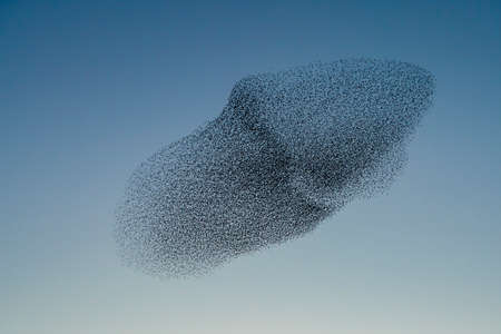 Beautiful large flock of starlings (Sturnus vulgaris), Geldermalsen in the Netherlands. During January and February, hundreds of thousands of starlings gathered in huge clouds.  Starling murmurations.の写真素材
