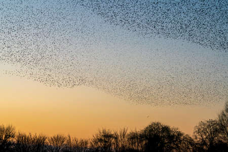 Beautiful large flock of starlings (Sturnus vulgaris), Geldermalsen in the Netherlands. During January and February, hundreds of thousands of starlings gathered in huge clouds.  Starling murmurations.の写真素材