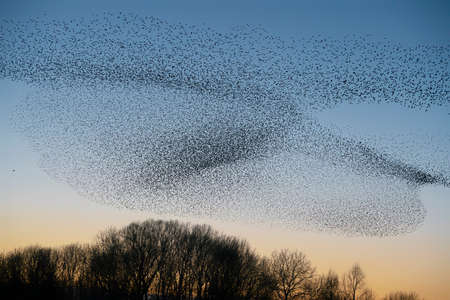 Beautiful large flock of starlings (Sturnus vulgaris), Geldermalsen in the Netherlands. During January and February, hundreds of thousands of starlings gathered in huge clouds.  Starling murmurations.の写真素材