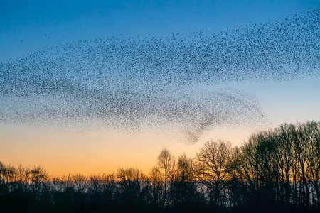 Beautiful large flock of starlings (Sturnus vulgaris), Geldermalsen in the Netherlands. During January and February, hundreds of thousands of starlings gathered in huge clouds.  Starling murmurations.の写真素材