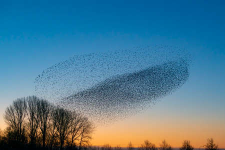 Beautiful large flock of starlings (Sturnus vulgaris), Geldermalsen in the Netherlands. During January and February, hundreds of thousands of starlings gathered in huge clouds.  Starling murmurations.の写真素材