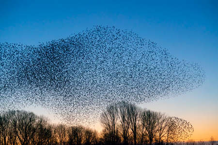Beautiful large flock of starlings (Sturnus vulgaris), Geldermalsen in the Netherlands. During January and February, hundreds of thousands of starlings gathered in huge clouds.  Starling murmurations.の写真素材