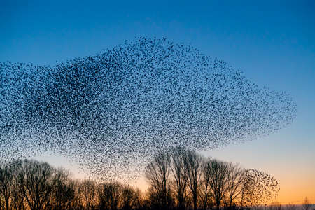 Beautiful large flock of starlings (Sturnus vulgaris), Geldermalsen in the Netherlands. During January and February, hundreds of thousands of starlings gathered in huge clouds.  Starling murmurations.の写真素材