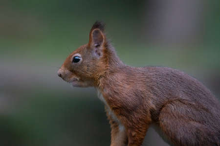 Curious Eurasian red squirrel (Sciurus vulgaris) in the forest of the Netherlands.の写真素材