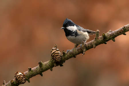 Beautiful coal tit (Periparus ater) on a branch in a dark forest of Noord Brabant in the Netherlands. Background with autumn colors.の写真素材