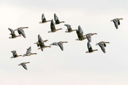 A group of Greater White-fronted Goose (Anser albifrons) in flight. Gelderland in the Netherlands.