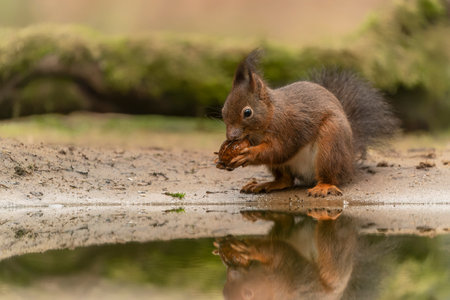 Eurasian red squirrel (Sciurus vulgaris) eating a walnut in a pool of water in the forest of Noord Brabant in the Netherlands. green background.の写真素材