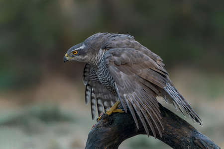 Beautiful Northern Goshawk juvenile (Accipiter gentilis) on a branch in the forest of Noord Brabant...