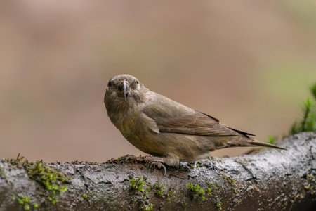 Female The red crossbill or common crossbill (Loxia curvirostra) on a branch in a forest of Noord Brabant in the Netherlands. Background with autumn colors.の写真素材