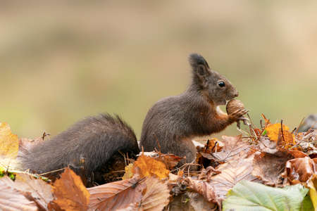 Cute hungry Red Squirrel (Sciurus vulgaris) eating a nut in an forest covered with colorful leaves....
