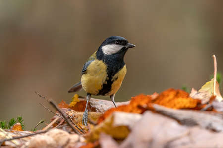 Great Tit (Parus major) in a forest covered with colorful leaves. Autumn day in a deep forest in the Netherlands.の写真素材