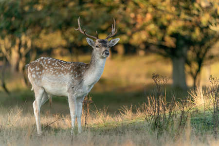 Male Fallow deer (Dama dama) in rutting season in the forest of Amsterdamse Waterleidingduinen in the Netherlands. Forest in the background. Wildlife in autumn.の写真素材