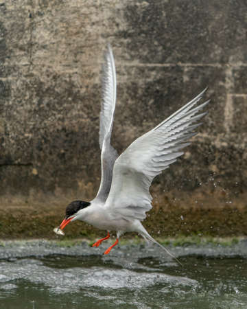 Common Tern (Sterna hirundo) flying after emerging from water with caught fish prey in beak on green natural background. Common Tern caught a small fish. Gelderland in the Netherlands.の写真素材