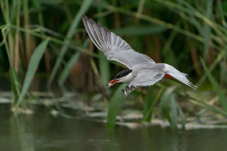Common Tern (Sterna hirundo) flying after emerging from water with caught fish prey in beak on green...