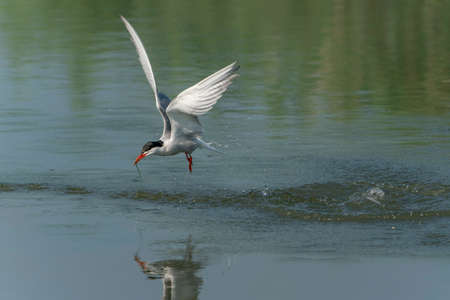 Common Tern (Sterna hirundo) flying after emerging from water with caught fish prey in beak on green...