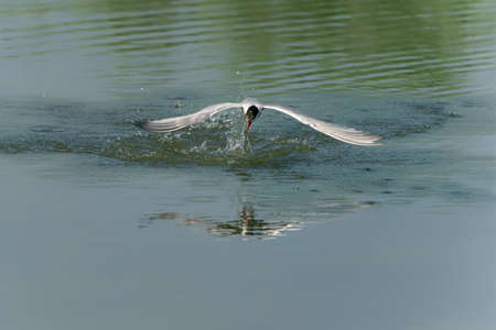 Common Tern (Sterna hirundo) flying after emerging from water with caught fish prey in beak on green natural background. Common Tern caught a small fish. Gelderland in the Netherlands.の写真素材