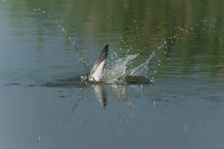 Common Tern (Sterna hirundo) flying after emerging from water with caught fish prey in beak on green...