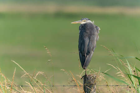 Beautiful Gray Heron (Ardea cinerea) sitting on a fence. green background. Gelderland in the Netherlands.の写真素材