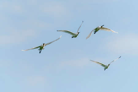 A group Beautiful Eurasian Spoonbill or common spoonbill (Platalea leucorodia) in flight. Gelderland...