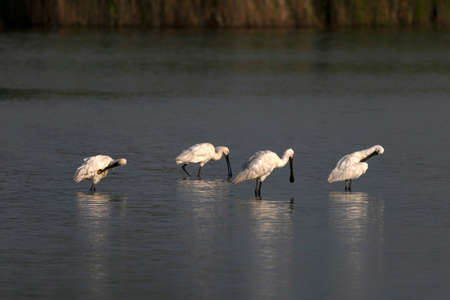 A large group of spoonbills standing in water A group of Eurasian Spoonbill or common spoonbill (Platalea leucorodia) in the lagoon, hunting for fish. Gelderland in the Netherlands.の写真素材