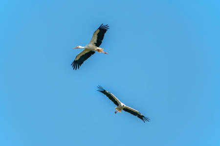 Two white stork (Ciconia ciconia), flying with widely spread wings. blue sky. In the Netherlands, Europe.の写真素材