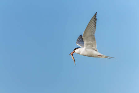 Common Tern (Sterna hirundo) in flight. Gelderland in the Netherlands.