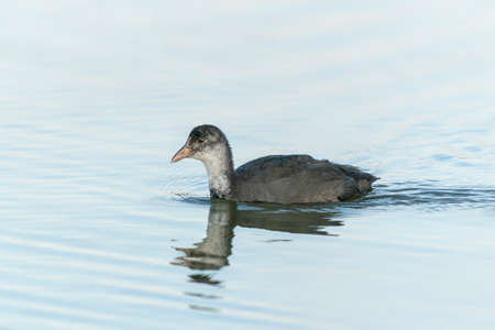 Juvenile Eurasian Coot (Fulica atra) on a lake in Gelderland in the Netherlands. Eurasian Coot chick.の写真素材