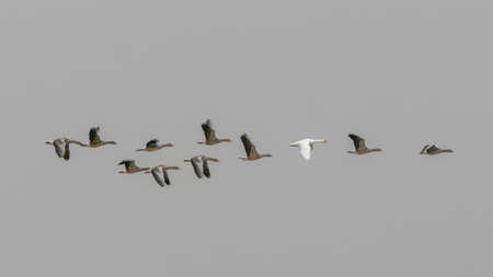 Flock of migrating greylag goose and one white goose (Anser anser) in flight. Gelderland in the Netherlands.の写真素材