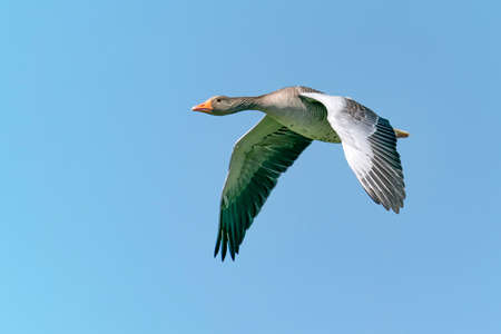 Greylag Goose (Anser anser) in flight. Gelderland in the Netherlands. Isolated on a blue sky background.の写真素材