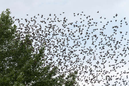 Beautiful large flock of starlings. A flock of starlings birds fly above water at sunset just before entering the roosting site in the Netherlands. Starling murmurations.の写真素材