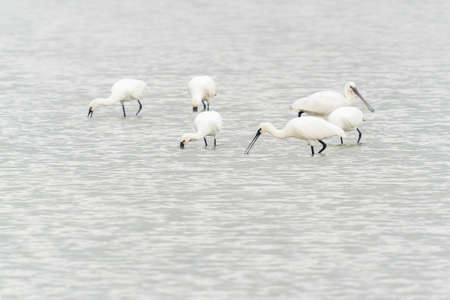 A large group of spoonbills standing in water A group of Eurasian Spoonbill or common spoonbill (Platalea leucorodia) in the lagoon, hunting for fish. Gelderland in the Netherlands.の写真素材