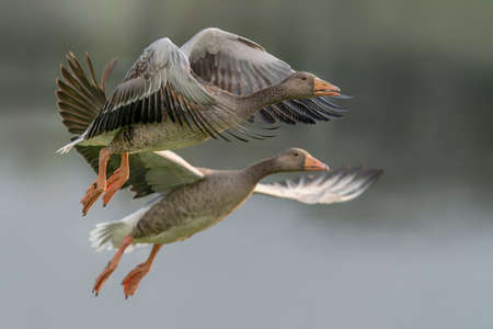 Two Greylag Goose (Anser anser) in flight. Gelderland in the Netherlands.の写真素材