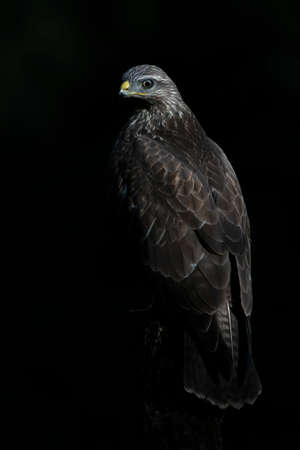 A beautiful Common Buzzard (Buteo buteo) sitting on a fence post at a pasture looking for prey....