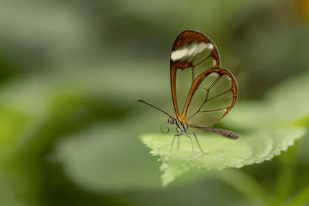 Beautiful Glasswing Butterfly (Greta oto) on a leaf in a summer garden. In the Amazon rainforest in...