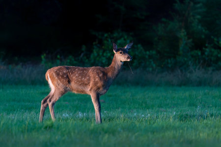 Female Red Deer (Cervus elaphus) in rutting season on the fields of National Park Hoge Veluwe in the Netherlands. Forest in the background.の写真素材