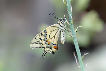 Presious and Beautiful Swallowtail butterfly (Papilio machaon). Blurry green and yellow background....