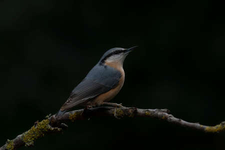 Eurasian Nuthatch (Sitta europaea) on a branch in the forest of Noord Brabant in the Netherlands. dark background.の写真素材