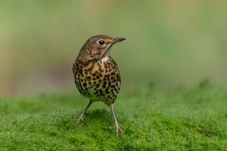 Song Thrush (Turdus philomelos) in the forest of the Netherlands. Copyspace.