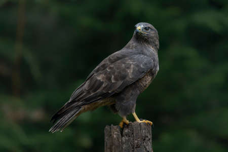 A beautiful Common Buzzard (Buteo buteo) sitting on a fence post at a pasture looking for prey. North Brabant in the Netherlands. green background.の写真素材
