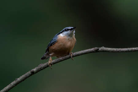 Eurasian Nuthatch (Sitta europaea) on a branch in the forest of Noord Brabant in the Netherlands. Dark green background.の写真素材