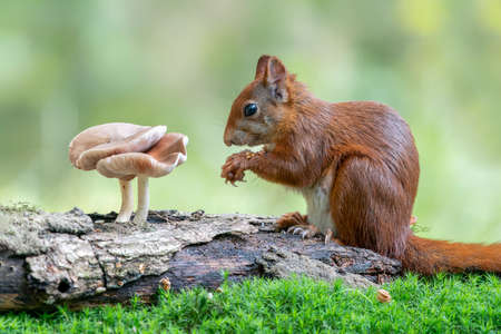 Cute and hungry Red Squirrel (Sciurus vulgaris) on a branch in an forest with mushrooms. Autumn day in a deep forest in the Netherlands.の写真素材