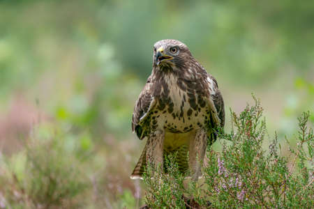 Common Buzzard (Buteo buteo) among purple heather in the forest of Noord Brabant in the Netherlands. green background.の写真素材