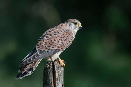 Female Common Kestrel (Falco tinnunculus) on a fence post. Gelderland in the Netherlands. Bokeh background. front view.の写真素材