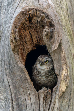 Closeup of a Juvenile Burrowing owl (Athens cunicularia) in a hollow tree.の写真素材