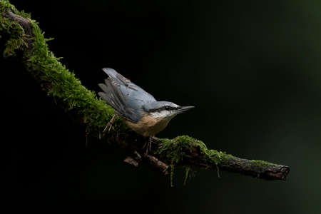 Eurasian Nuthatch (Sitta europaea) on a branch in the forest of Noord Brabant in the Netherlands. Dark green background.の写真素材