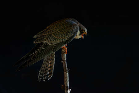 Male Common Kestrel (Falco sparverius) on black background