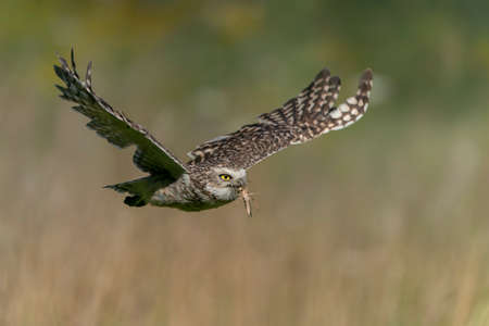 Burrowing owl (Athens cunicularia) in flight with a preh (grashopper). With Wings Spread. Summer background.の写真素材