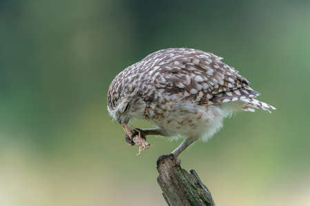 Cute Burrowing owl (Athens cunicularia) with a prey (Grasshopper) sitting on a branch. Blurry green background.の写真素材
